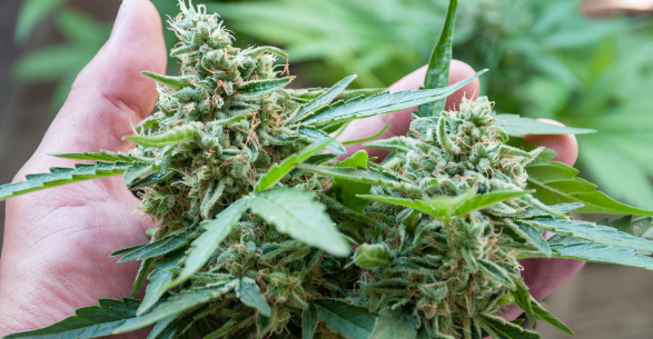 Navigating the Virtual Green: How to Safely Buy Cannabis Flower Online